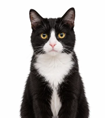 Original cat photo 2